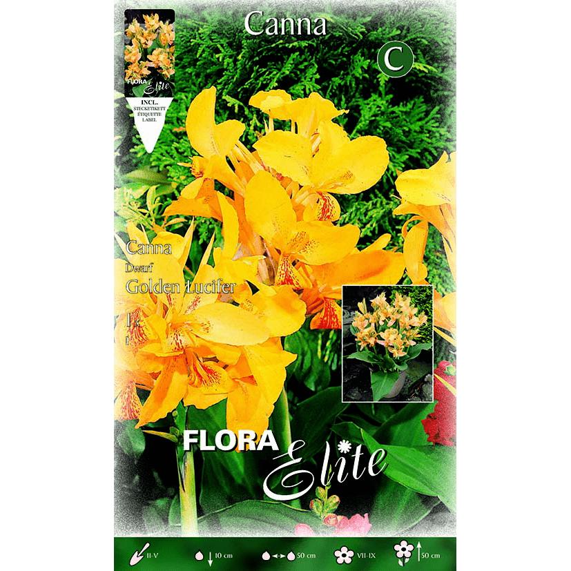 Bulbo Canna amarilla mot. naranja hoja verde 1 ud