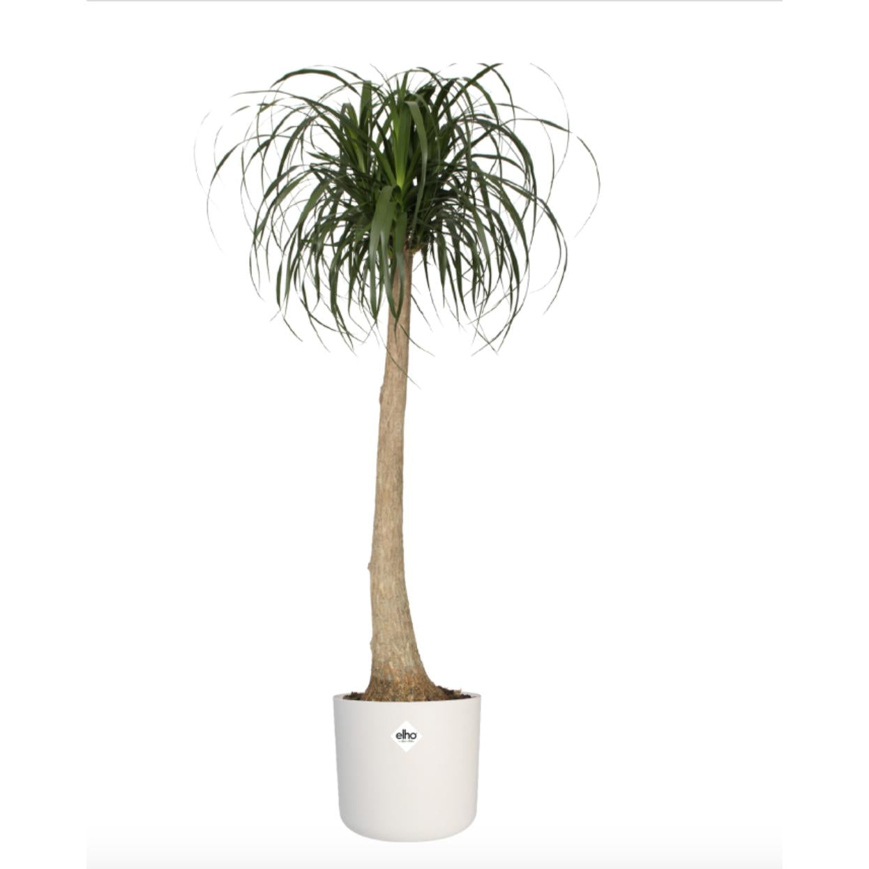 Macetero B.for Soft Round Elho Blanco 30 cm