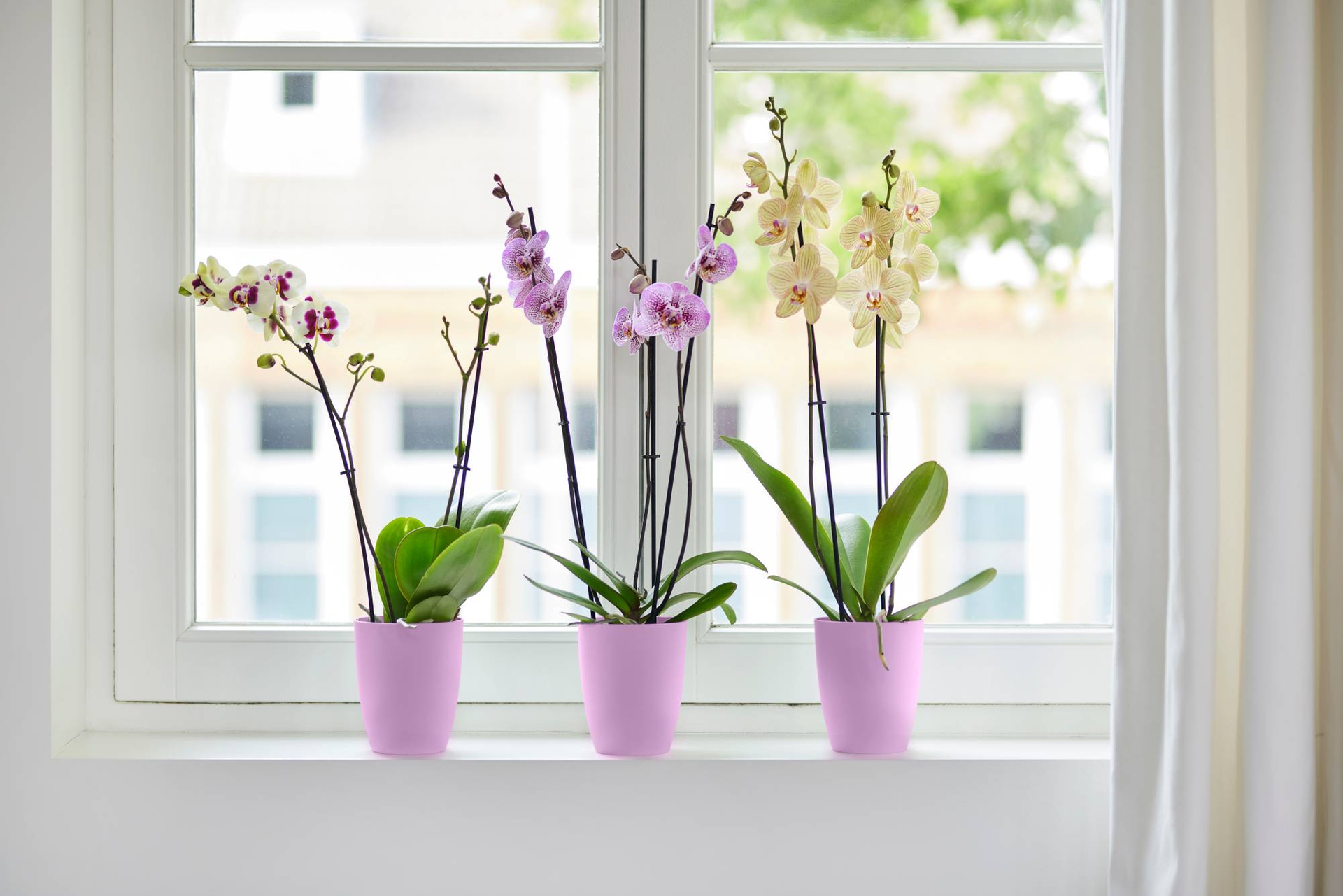 Macetero orquídeas Brussels High Elho vivid violet