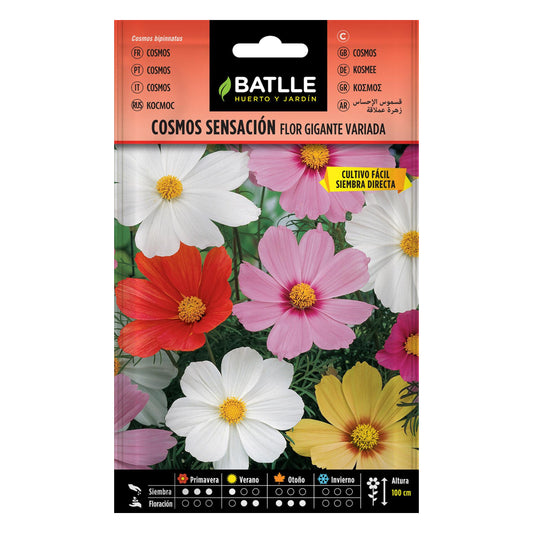 Semillas de Cosmos sensación flor gigante Batlle