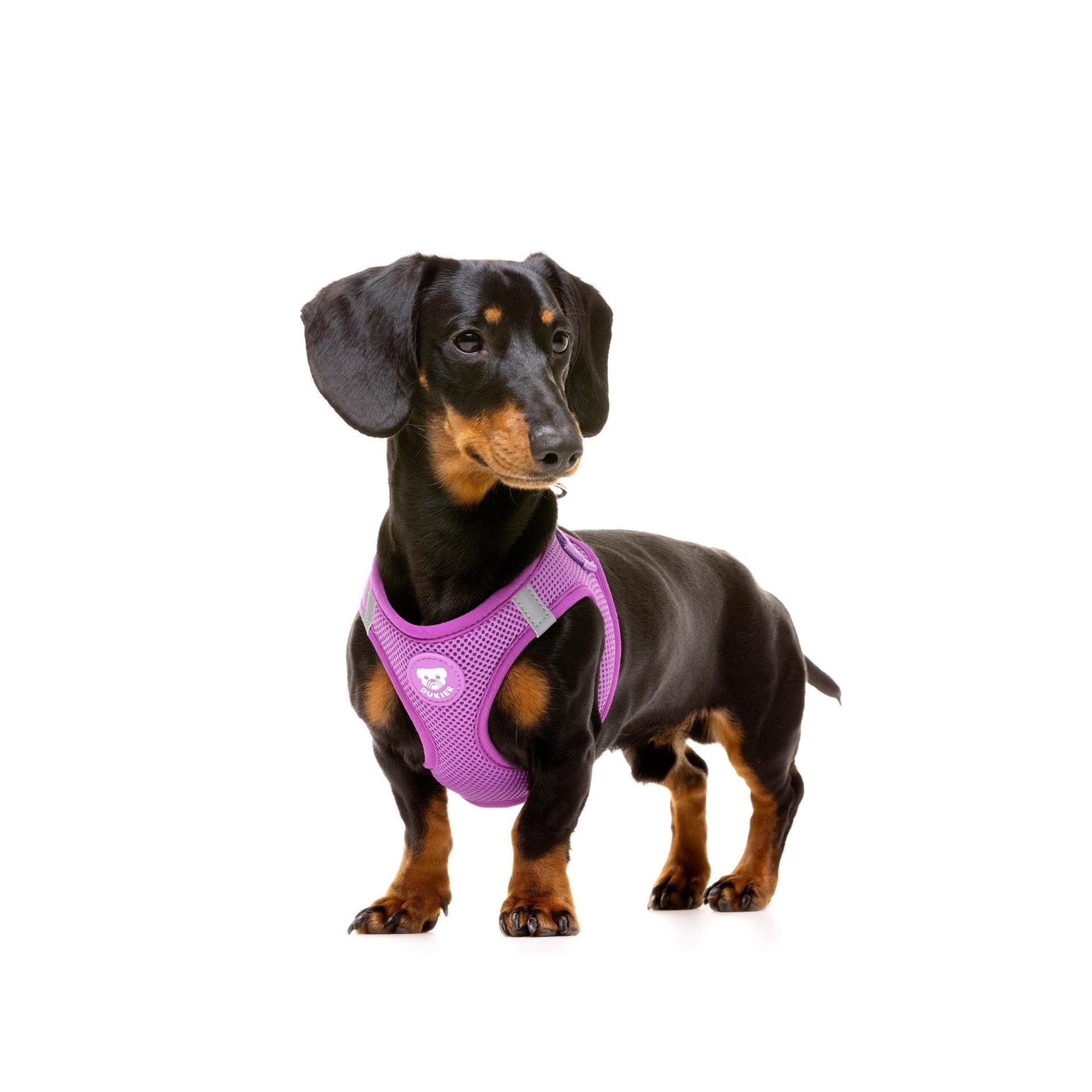 Arnés body PURPLE Dukier S