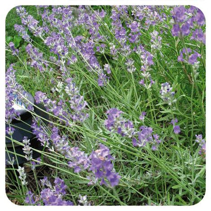 Aceite esencial Lavanda Pranarôm 10 ml