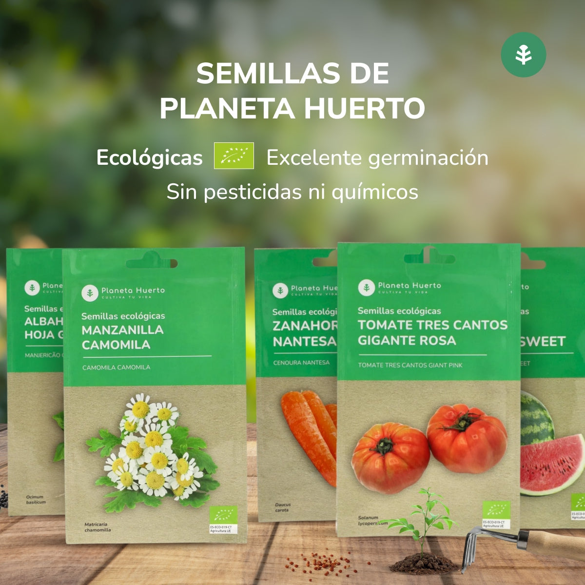 Semillas de Lechuga Romana ecológicas Planeta Huerto