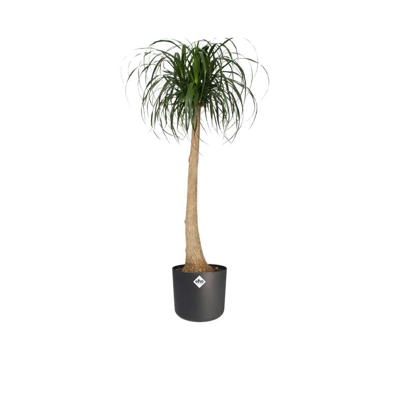 Macetero B.for Soft Round Elho Antracita 16 cm