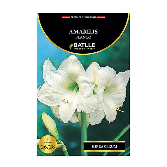 Bulbo Amarilis blanco 5 uds