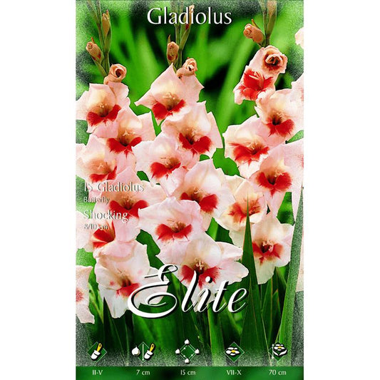 Bulbo Gladiolo crema centro rojo 10 uds