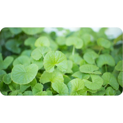 Brahmi Gotu Kola Organic India 90 caps