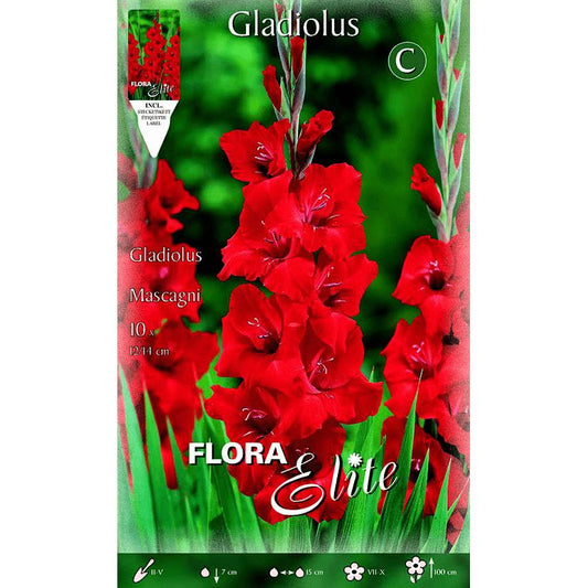 Bulbo Gladiolo rojo vivo 10 uds