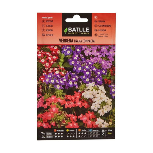 Semillas de Verbena enana compacta Batlle