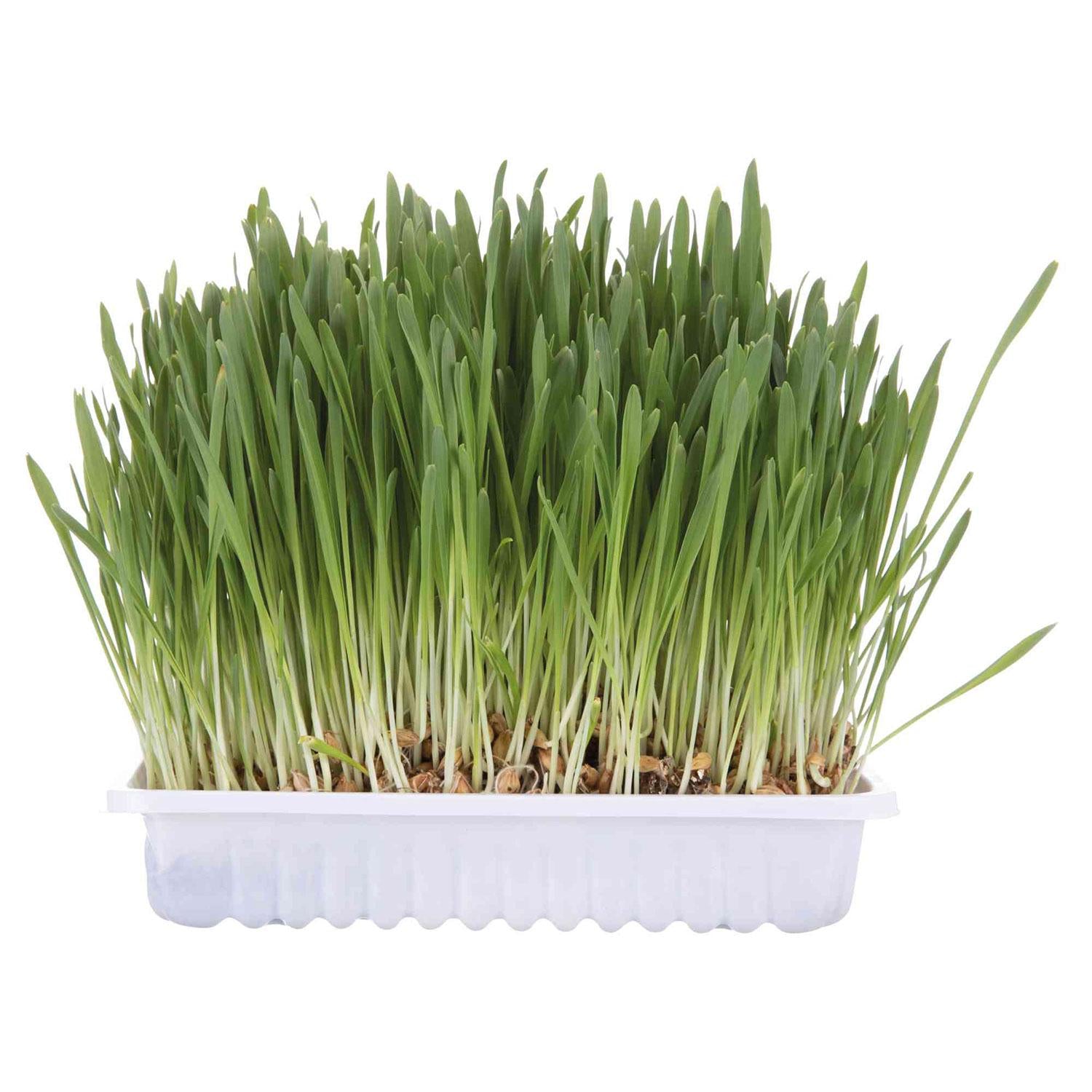 Hierba Gatos con Bandeja Trixie 100 g