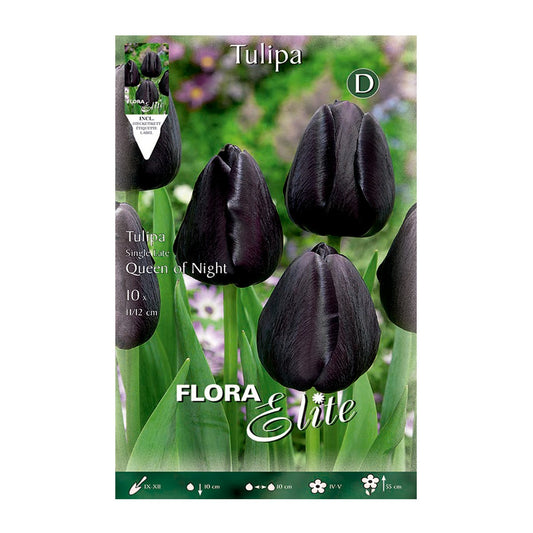 Bulbos Tulipán negro 10 uds