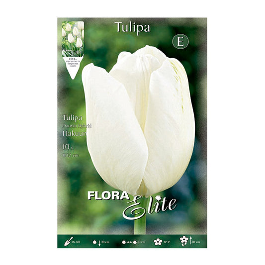 Bulbos Tulipán blanco 10 uds