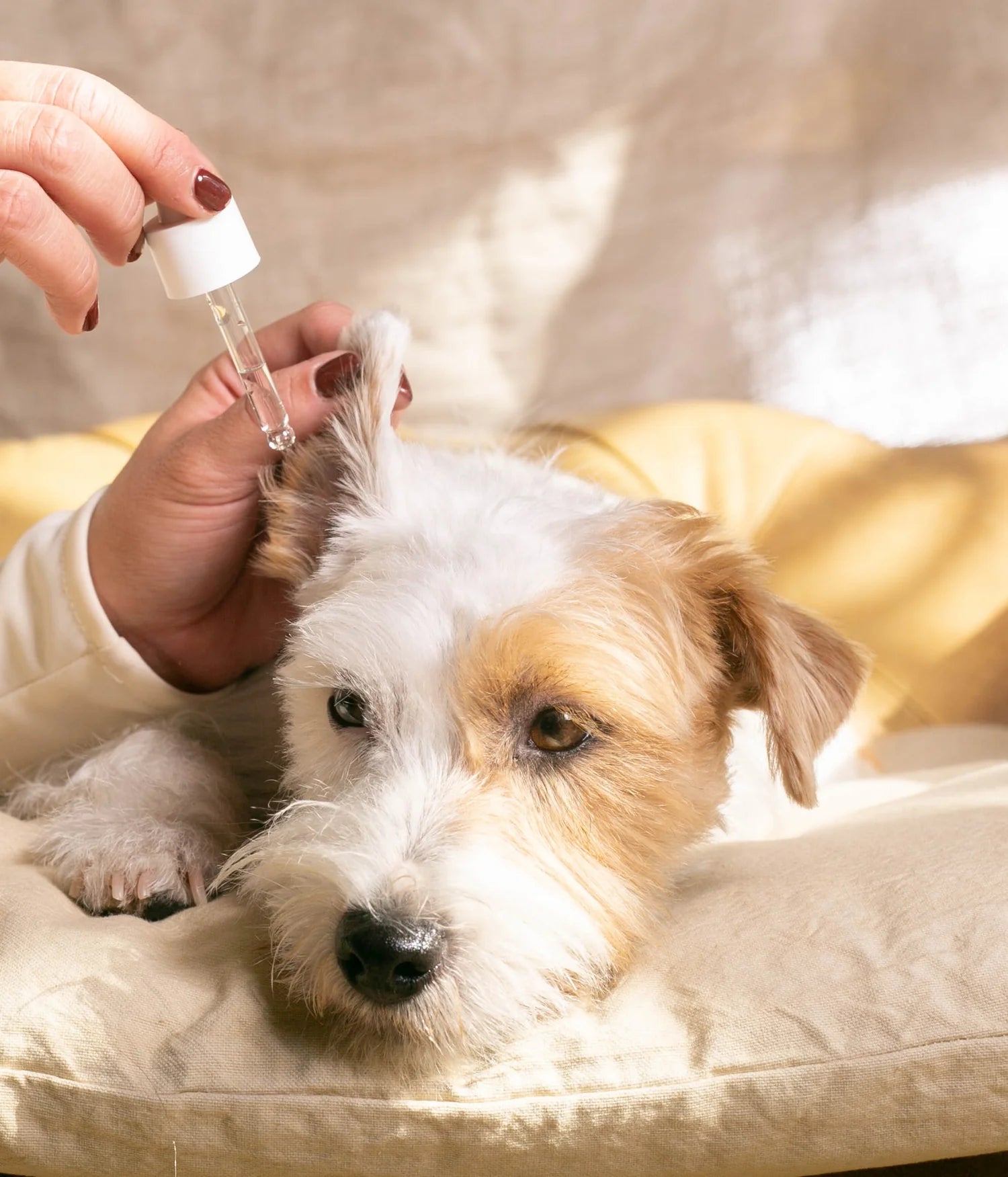 Nettoyant auriculaire pour chiens Masco Beauty 30 ml