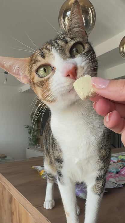 Kit Cat Yogurt Yums Lyophilisé Original 10g (10 unités)
